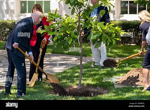 President Joe Biden, left, and first lady Jill Biden, right, joined by surviving families of service members, participates in a magnolia tree planting ceremony on the South Lawn of the White House in Washington, Monday, May 30, 2022 The new tree was grown from a seed from the original magnolia planted on the South Lawn by President Andrew Jackson. (AP Photo/Andrew Harnik Stock Photo - Alamy