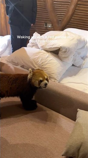 🇨🇳Wake up with red panda in our room #china #shanghai #jiangsu #animals #redpanda #capybara