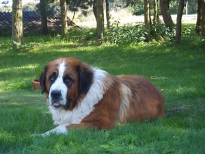 Moscow Watchdog - Alchetron, The Free Social Encyclopedia