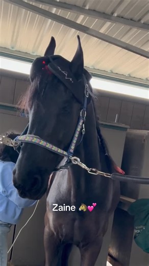 Equizen bodywork on Instagram: "Why Horses Release MORE After a Few Massage Sessions 🐴💆‍♂️ It’s common for horses to show bigger, deeper releases after their second or third massage — and that’s a very good sign. During the first session, the body is often in protection mode. Muscles that have been tight for weeks, months, or even years don’t let go all at once. The nervous system has to feel safe first. ✨ With consistent bodywork: • The nervous system begins to relax • Guarded muscles stop br