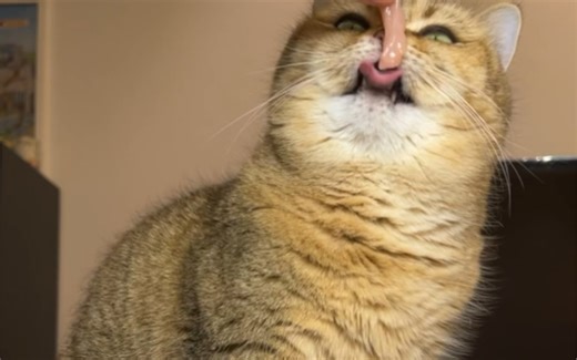 猫咪日常嗦牛肉面吃骰子肉