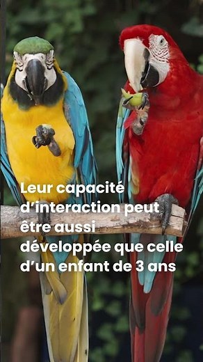 Mieux connaître le perroquet Ara