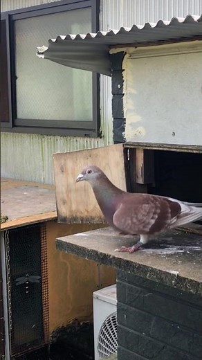 レース鳩 ポツンとやってます🐎 有馬の名実況が蘇る‼️レース鳩 #日本鳩レース協会 #pigeon #伝書鳩 #鳥 #競馬