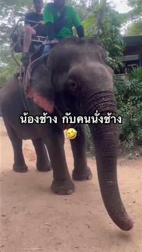 Baby elephant and person riding it 😍🤣 #SlovakianDaughterInLawInTheCountryside #FollowMe #elephant...