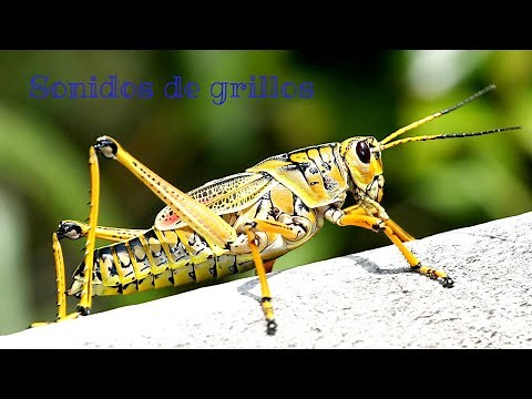 SONIDOS de GRILLOS 🦗🐜 para DORMIR, PENSAR o MEDITAR (1 HORA) 🙏🏽💤