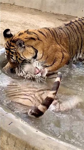 #tigerspotted #jimcorbettwildlifeandnatureview #lion #animals #bigcats #zoo