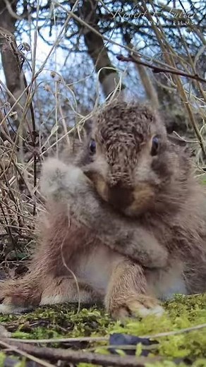 Baby hare grooming