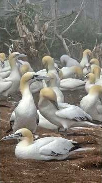 Northern Gannets of Bonaventure Island 🇨🇦🐦