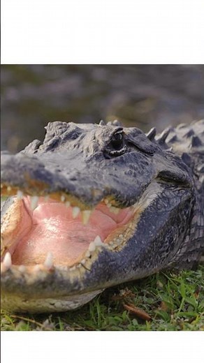 Alligator Part 3: Jaws & Teeth of a Predator