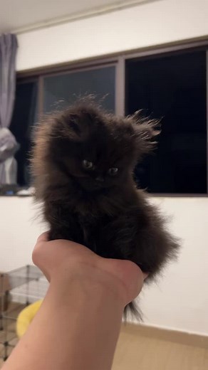 Creating Fun Cat Emoticons for Pet Lovers