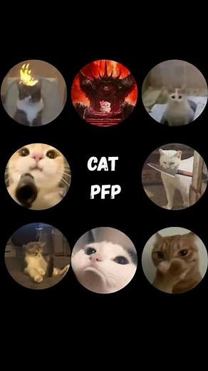 #catpfp #cutecat #pfp #aestheticpfp #kawaiicat