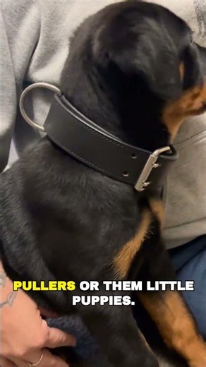 Padded Leather Dog Collar