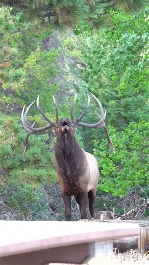 Why Have you ever heard an elk bark? #bullelk #elk #animals #wildlife