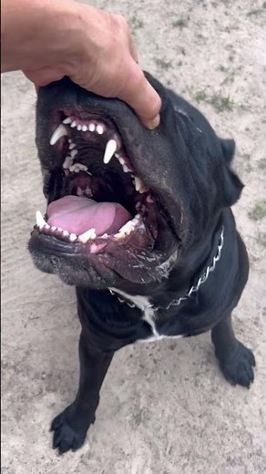 700 PSI Bite Force, One of the dog worlds most powerful jaws #canecorso #canecorso