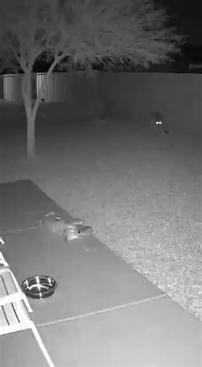 78K views · 61 reactions | Mountain Lion Leaps Into Suburban Backyard...