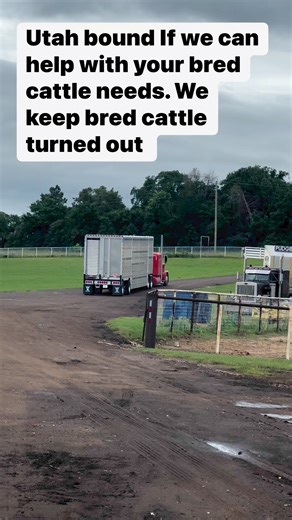 We keep Cattle turned out and offer them for sale. *PLEASE like or subscribe to our channel. It really helps us share our messages.*Rutherford Land and Cattle LLC is a Brick-and -Mortar entity with animals health and welfare the priority.*We only hold cattle with a deposit *deposit is good for 3 days unless special arrangements are made with RLC* All cattle have been Checked withultrasound machines for pregnancy.* all vaccinations given.* Shipping available.* In good standings with BBB* accept c