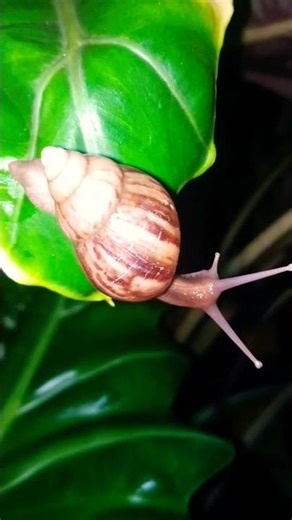 The Fastest Snail in the West! 🐌💨 (Speed Test)