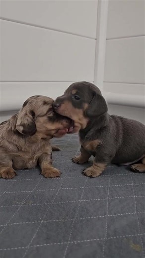 Our Dachshund puppies are now available for adoption! 🐕✨ This breed is famous for being affectionate, bold, and incredibly devoted to their people. Whether it’s cuddle time or playtime, Dachshunds thrive on companionship and make excellent indoor pets with big hearts. #dachshundnation #doxielife #doxiepuppy #available #availablepuppies