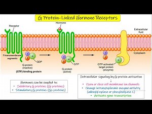 G-Protein linked, Enzymes linked, Ion channel linked receptors. Chapter 75 part 6. Guyton and Hall.