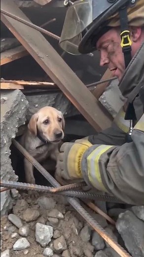 Firefighter Risks Everything to Rescue a Trapped Puppy 🥺 #animalrescue #dogrescue #animals