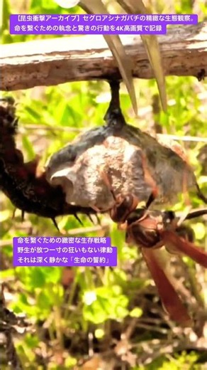 【昆虫衝撃アーカイブ】セグロアシナガバチの精緻な生態観察。命を繋ぐための執念と驚きの行動を4K高画質で記録 #セグロアシナガバチ #生態 #昆虫図鑑 #昆虫観察 #insects #undaze
