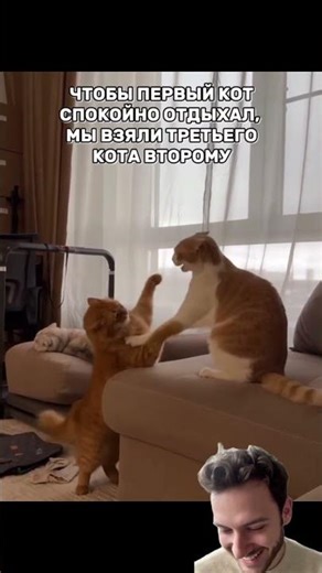 Разборки!🤣🤣🤣 #жиза #юмор #прикол #дуэт #смешновидео #смех #дом #квартира #кот #коты #животные #жизнь