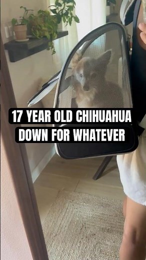 17-year-old chihuahua literally down for whatever #adopt #rescue #dog