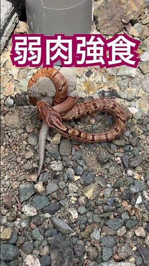 蛇がヤモリを捕食する瞬間 #爬虫類 #ヘビ #ヤモリ #弱肉強食