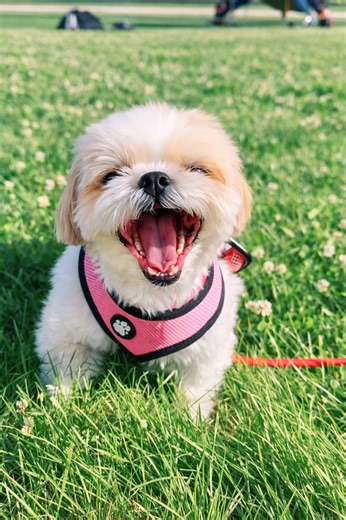 Tiny dog, big personality and chaos