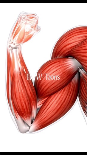 Muscle–Skin Dynamic Witness the breathtaking physics of the human body in action! This powerful 3D animation pulls back the curtain to reveal the incredible, seamless collaboration between muscle and skin during peak performance. We start deep within the muscle fibers, showcasing the intense, almost explosive cellular energy that generates physical force. Then, watch as the skin—the body’s largest organ—performs its ultimate role: acting as a hyper-elastic, protective sheath. See the skin adapt 