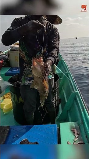 Catching Grouper Fish in the Deep Sea #fishing #fishingvideo #fishingtime
