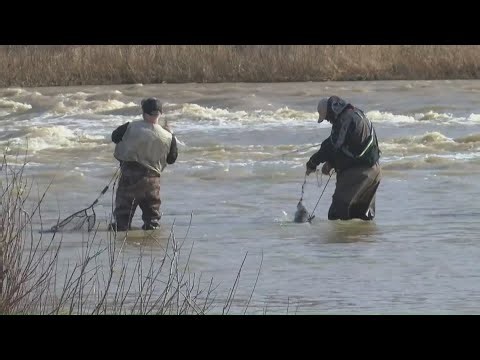 First day of spring sees river full of anglers for Walleye Run