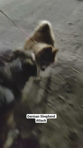 German shepherd Attacks on stranger with dog |German shepherd fights with dog#dogfight#shepherd#gsds