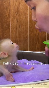 117K views · 2.5K reactions | Mom Brust Laugh Loud When Hilarious NB Baby Chit-Chattin1 Full video in first comment | Monkey Wild | Facebook