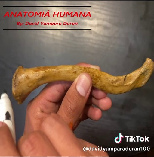 Clavicula #fyp #fyppppppppppppppppppppppp #viral#anatomia#anatomiahumana#medicina#estudiantesdemedicina#clavicula