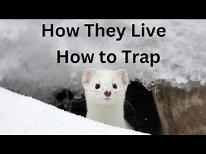 Ermine - Weasel Facts! How They Live & How to Trap!