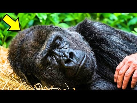 59-Year-Old Gorilla Refuses To Eat, Until She Hears a Familiar Voice...