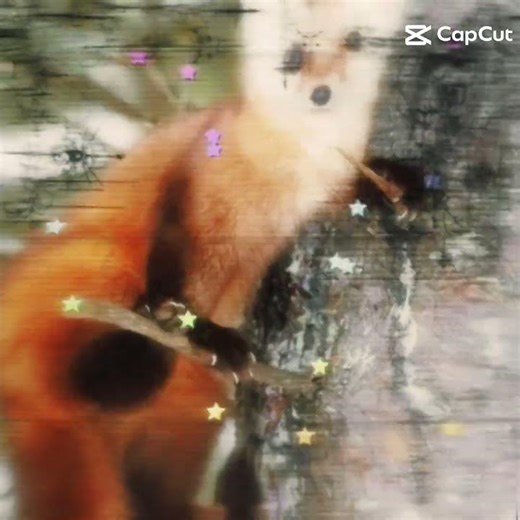 Pine marten r better 😼😼😼😼😼😼 #cat #prettycat #edit #yessahey #dog #duet