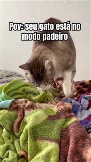 Amassando pãozinho #gatos #gatinhos