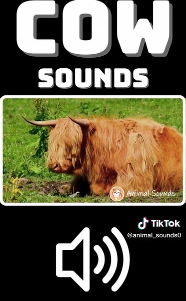 animal_sounds0 на TikTok