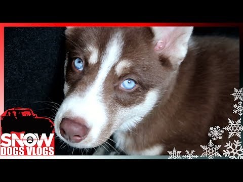 HUSKY PUPPIES ARE SO CUTE