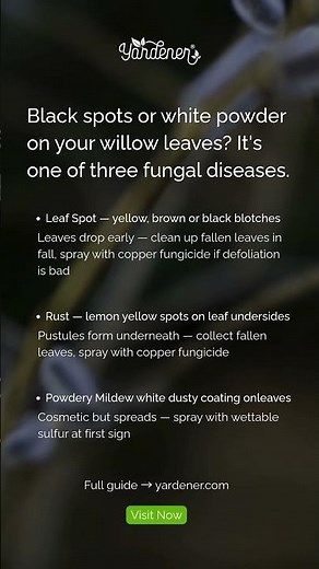 Black Spots on Willow Leaves? 3 Fungal Diseases to Know