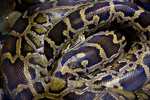A Japanese Man Kept an 11-Foot Python as a Pet and It Just Went Missing