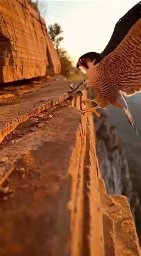 Falcon Snatches Snake Off Cliff Edge
