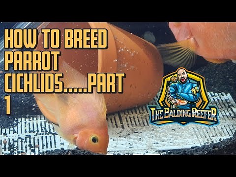 How to breed parrot Cichlids - Part 1