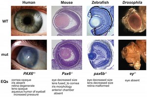 Genotype phenotype distinction - Alchetron, the free social encyclopedia
