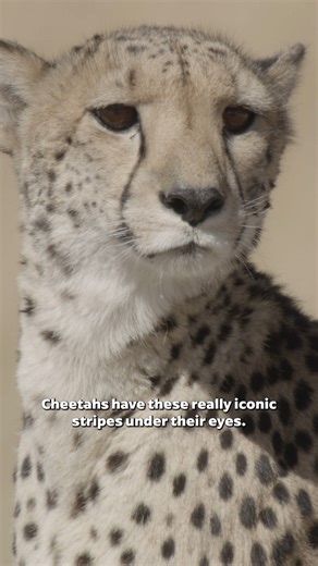 As if being the fastest sprinter in the world wasn’t hard enough, it’s even hard for cheetahs see their prey in the dazzling African sun. But their built-in sunglasses help them to zero in on their target. #BigCatsPBS | PBS