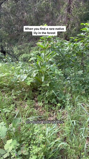 #lily #nativeplants Humboldt lily’s are a native flower you can only find growing in the forests of California. Why plant a tiger lily when we have amazing native plants growing wild. #california #botany #learnontiktok #native #wildflower #hike #gardening101 #tigerlily #sanfrancisco #santacruz #sacramento #nativeplanttok #biodiversity #plant #plantnative #flowers #plantlover #rareplants #giant #flower #mothernature #seedstarting #lilyflower