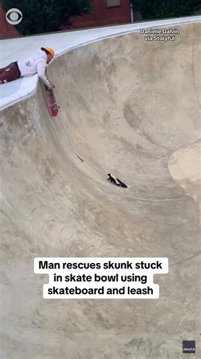 9.4M views · 139K reactions | A man rescued a skunk using a skateboard and leash after the animal got stuck in a skate bowl in Reading, Pennsylvania. Once the skunk returned to ground level, it was seen walking away with the leash. | CBS News | Facebook
