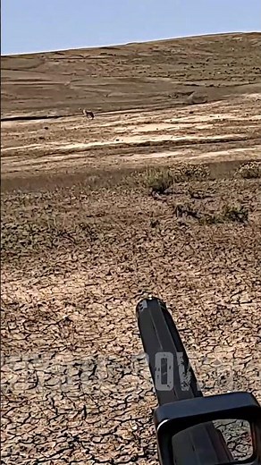 Coyote Vs. 12 Gauge Shotgun At 80 Yards